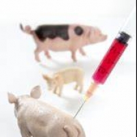 India is developed new Swine Fever Control Vaccines.