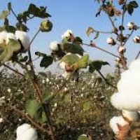 NBRI developed a pest-resistant variety of cotton against whiteflies.