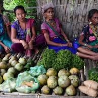 Procurement of Minor forest produce boost to the tribal economy
