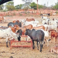 Chattisgarh CM set to buy cow dung from farmers during Gordhan Nyay Yojana