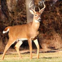 WHITE-TAILED DEER BEING INFECTED WITH SARS-COV-2