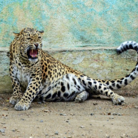 India Issues Report on Leopard Population Status