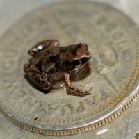 Brazilian Researchers Unveil Potential World's Smallest Frog: