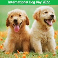26th August 2022 – INTERNATIONAL  DOG DAY.