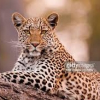 “Leopards - Asola Bhatti Wildlife Sanctuary”