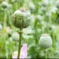 60% Reduction in Opium Poppy Cultivation Recorded in Manipur